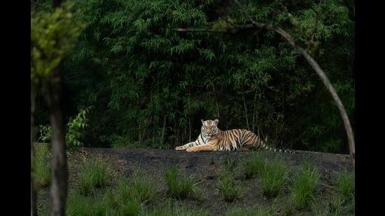 Painting of Bengal Tiger Resting in the Grass on Display at Jaipur