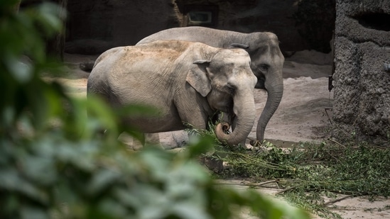 Um vírus mortal varreu o zoológico de Zurique, matando três elefantes asiáticos em um mês e deixando os especialistas perplexos sobre como impedir sua propagação.  (Foto de Fabrice COFFRINI / AFP)(AFP)