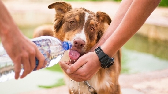 what are signs of diabetes in dogs