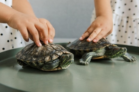 Pet care mistakes: Things people often ignore while taking care of their pets (EKATERINA BOLOVTSOVA) Pet care mistakes: Things people often ignore while taking care of their pets (EKATERINA BOLOVTSOVA)