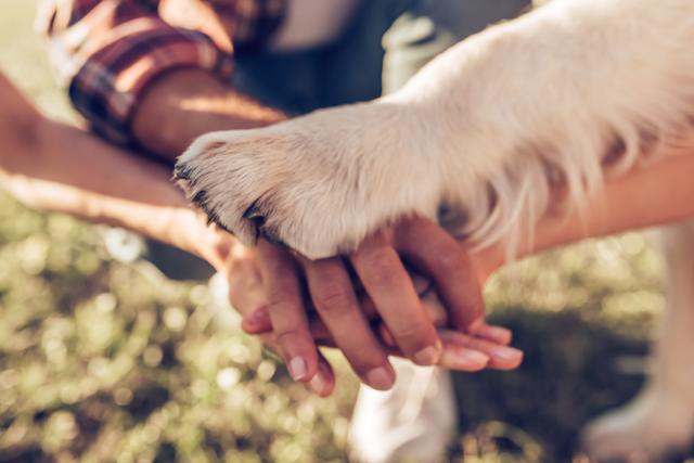 Family holidays with your canine best friend. (Shutterstock)