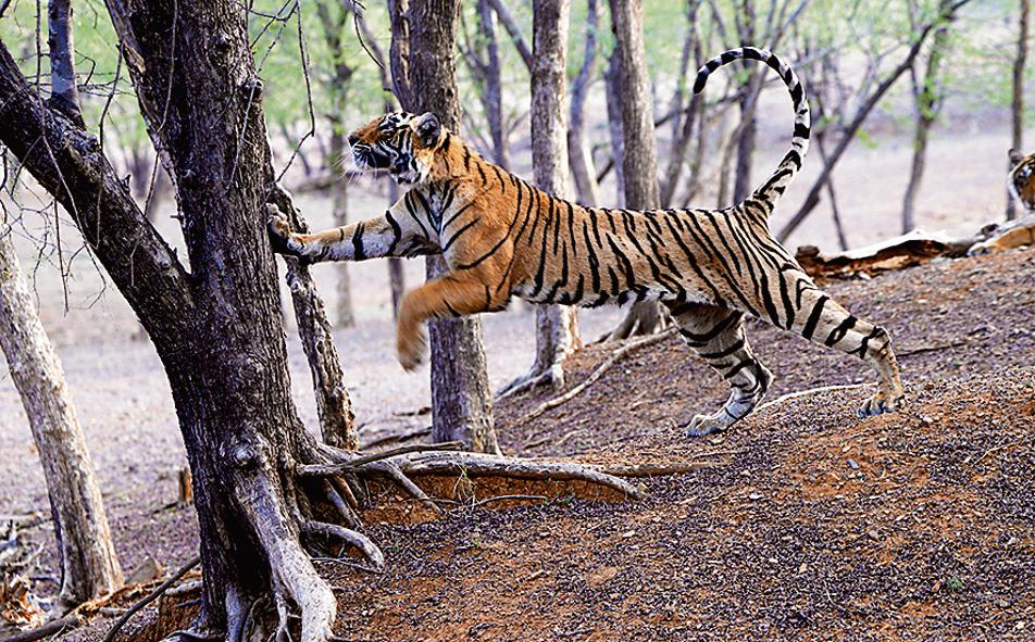 From playful to fierce, the many moods of a tiger add to the thrill of capturing it on lens. (Photo: Syed Mohammad Qasim)