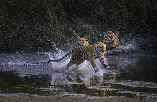 Splash away (Kaushik Ghelani) Splash away (Kaushik Ghelani)