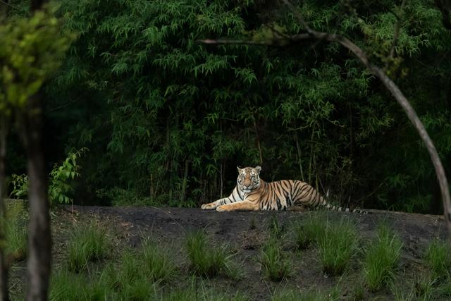 Jamhol resting on a rock (Priyansha Singh) Jamhol resting on a rock (Priyansha Singh)