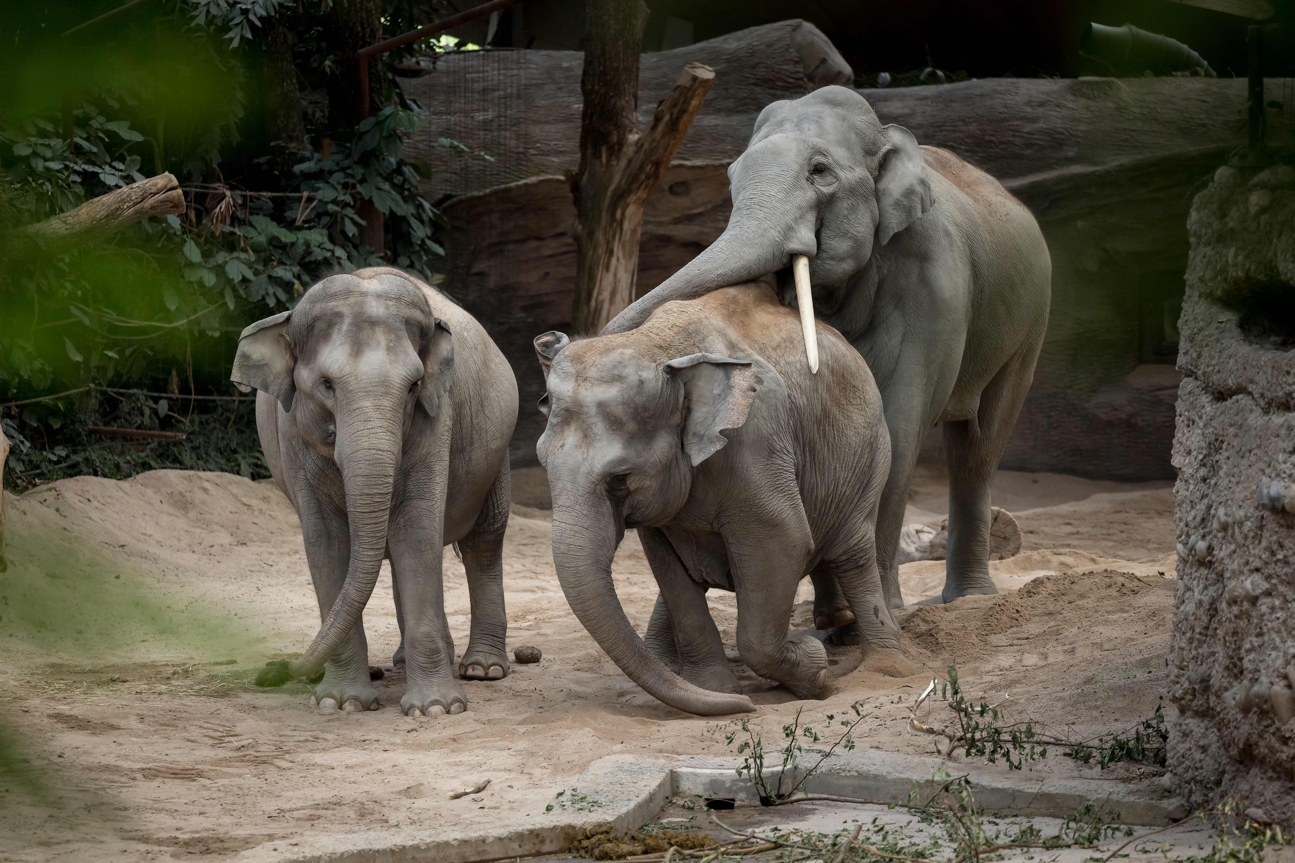 Asian elephants (Elephas maximus) are seen at Kaeng Krachan elephant park at Zurich zoo. (AFP file photo) Asian elephants (Elephas maximus) are seen at Kaeng Krachan elephant park at Zurich zoo. (AFP file photo)