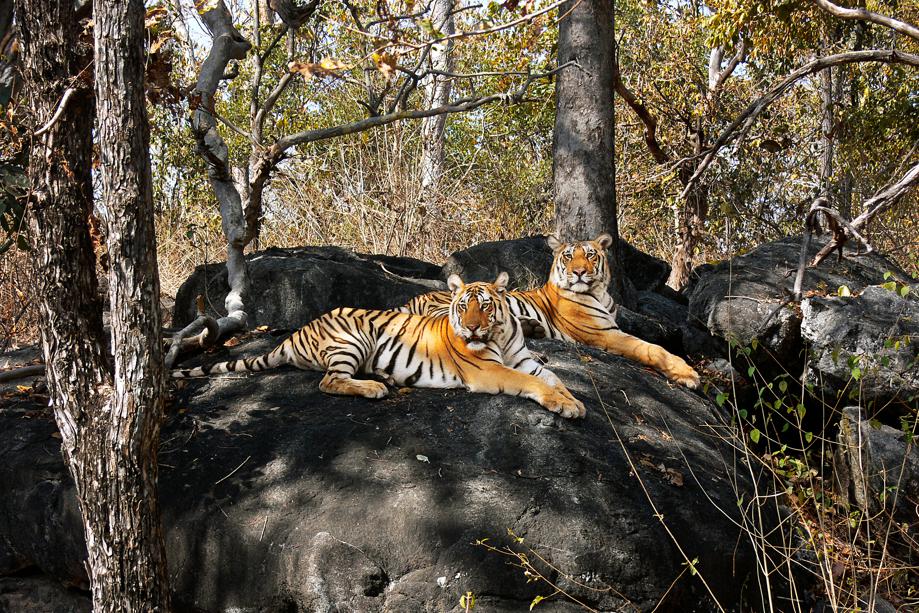 The long wait involved in spotting a tiger pays off once you see it in its full glory. (Photo: Vinod Kumar Goel)