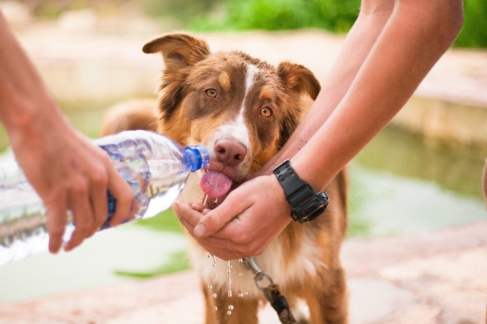 Diabetes in dogs is common. Female dogs are twice likely to develop diabetes compared to males. (Pixabay) Diabetes in dogs is common. Female dogs are twice likely to develop diabetes compared to males. (Pixabay)