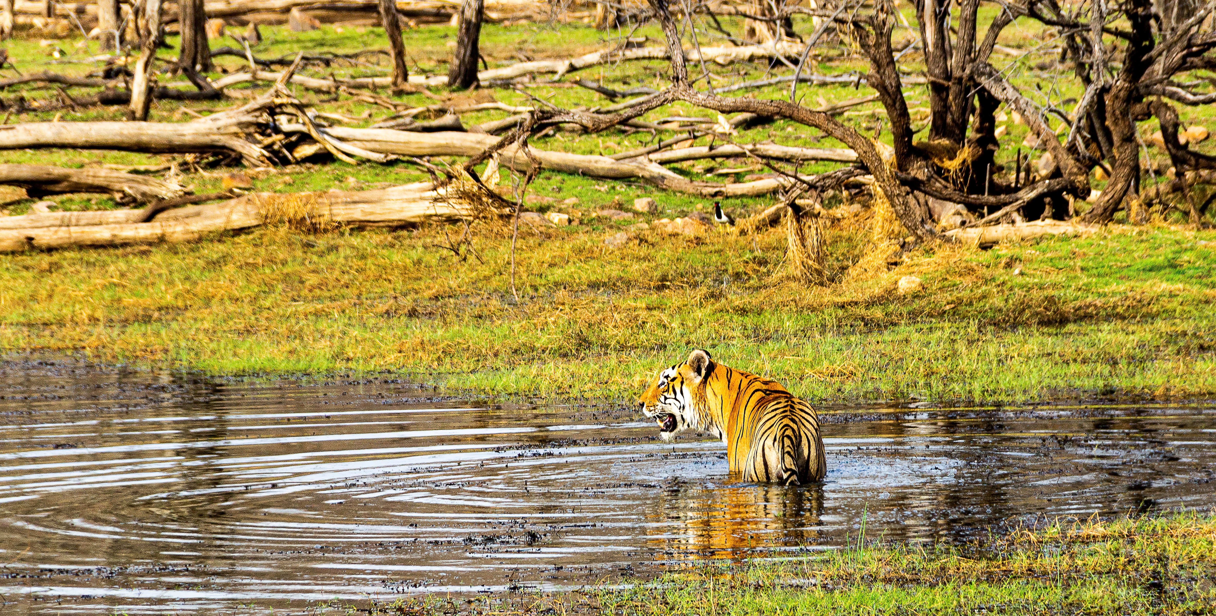 The national animal of India exudes an unmatched hypnotic beauty. (Photo: Avanish Dureha)