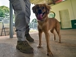 Milagros, a dog which was rescued after crossing the Atlantic in an empty container and now detects fresh food in passengers' luggage, is pictured during a training session at the Agricultural Canine Unit of Tocumen International Airport in Panama City(AFP) Milagros, a dog which was rescued after crossing the Atlantic in an empty container and now detects fresh food in passengers' luggage, is pictured during a training session at the Agricultural Canine Unit of Tocumen International Airport in Panama City(AFP)
