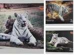 On the occasion of International Tiger Day, Odisha Postal Circle issued commemorative postal cover and postcard.