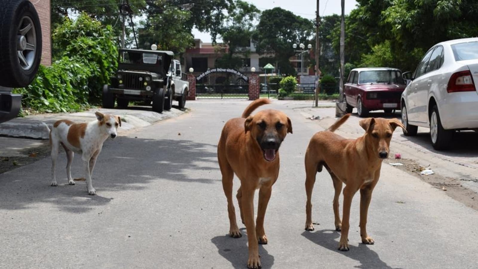 Karnataka decides not to shift street dogs to shelter houses | Bengaluru