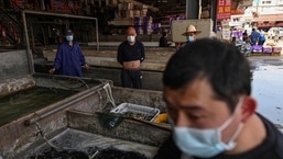 Mercado de frutos do mar de Wuhan na China (Hector RETAMAL / AFP)