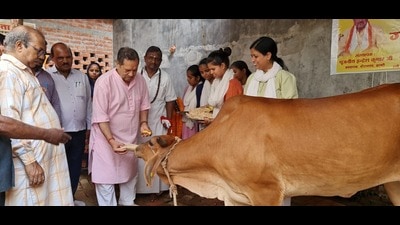 Senior RSS functionary Indresh Kumar feeding the cow after inaugurating the temple in Varanasi on Saturday. (HT PHOTO)