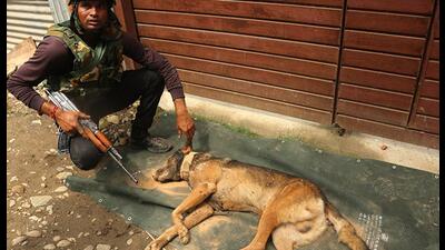 A sniffer dog of the Indian army was killed in the encounter (HT PHOTO)