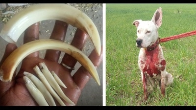 A poacher displays tusks extracted from a poached boar; another poacher’s dog is badly gashed by a boar. (PHOTOS COURTESY: ABHINAV SRIHAN ON FACEBOOK)