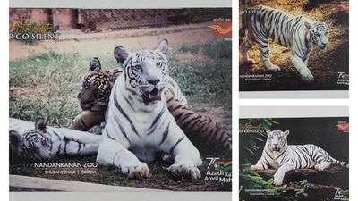 On the occasion of International Tiger Day, Odisha Postal Circle issued commemorative postal cover and postcard. (https://twitter.com/CPMG_Odisha)