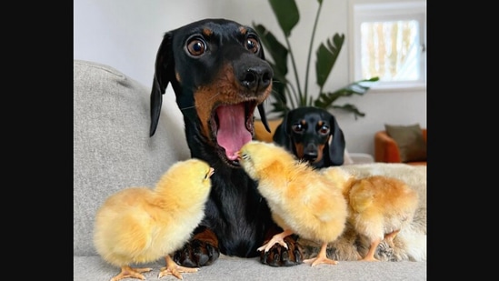 The image shows the dogs with a few baby birds. (Instagram/@loulouminidachshund)