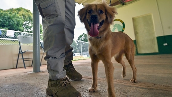 Milagros, a dog which was rescued after crossing the Atlantic in an empty container and now detects fresh food in passengers' luggage, is pictured during a training session at the Agricultural Canine Unit of Tocumen International Airport in Panama City(AFP)
