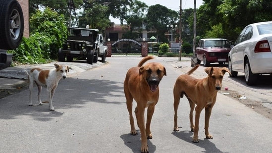 Citing the importance of infertility in street dogs, animal Husbandry and BBMP have also decided to vaccinate more than 400 dogs every day.(HT FILE PHOTO)
