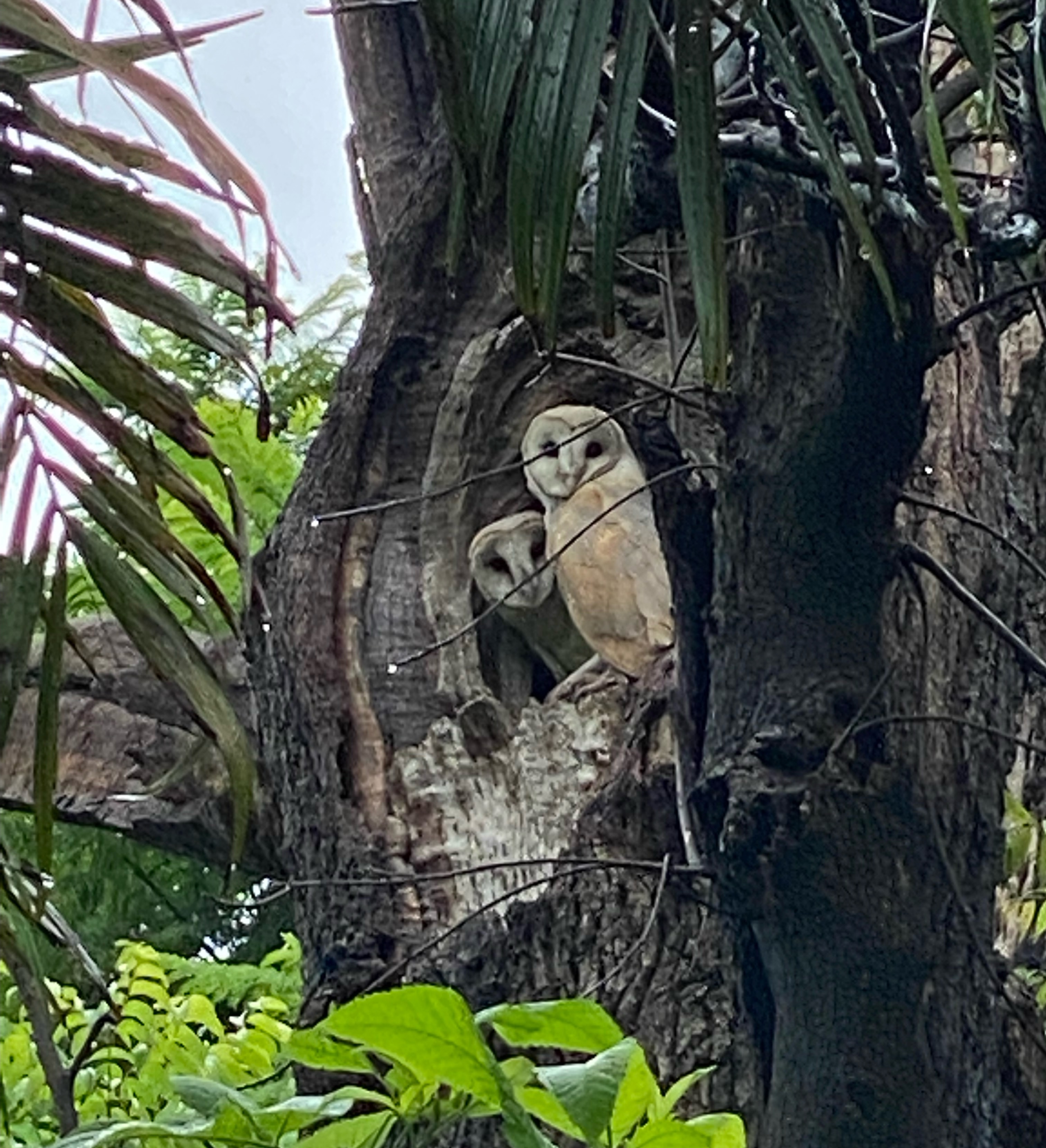 Barn owls in a Sector 2 bungalow garden. (PHOTO: OPINDER KAUR SEKHON)