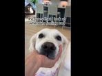 A screengrab of the video that shows the Golden Retriever dog's million-dollar smile. The text insert on the image reads, “Pictured that I look at when I'm feeling sad.”(Instagram/@ladyandtheblues) A screengrab of the video that shows the Golden Retriever dog's million-dollar smile. The text insert on the image reads, “Pictured that I look at when I'm feeling sad.”(Instagram/@ladyandtheblues)