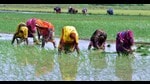 Women farmers busy sowing paddy in Prayagraj. (HT file) Women farmers busy sowing paddy in Prayagraj. (HT file)