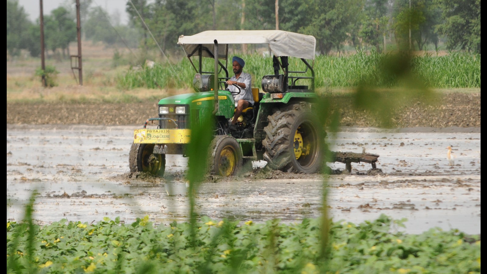 Punjab covers 30.84 lakh hectares under paddy; stubble burning a challenge for govt