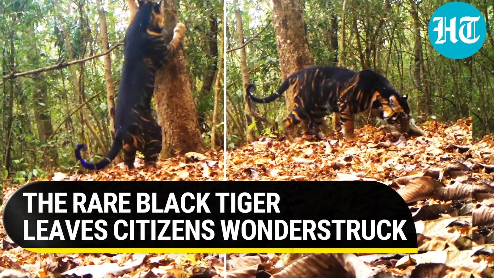 Rare Black Tiger Seen Marking Its Territory In Odisha National Park Viral Hindustan Times