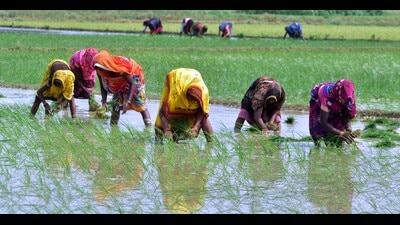 Women farmers busy sowing paddy in Prayagraj. (HT file) Women farmers busy sowing paddy in Prayagraj. (HT file)