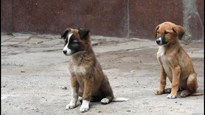 Since January, Pune Municipal Corporation (PMC) limits has reported at least one death due to rabies, highlighting the menace of stray dogs in the streets of Pune. (FILE PHOTO) Since January, Pune Municipal Corporation (PMC) limits has reported at least one death due to rabies, highlighting the menace of stray dogs in the streets of Pune. (FILE PHOTO)