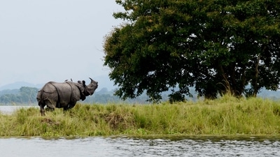 One of the most sought after wildlife holiday destinations in India, Kaziranga National park’s 430 square kilometer area sprinkled with elephant-grass meadows, swampy lagoons, and dense forests is home to more than 2,200 Indian one-horned rhinoceros, approximately 2/3rd of their total world population. (Wikipedia)
