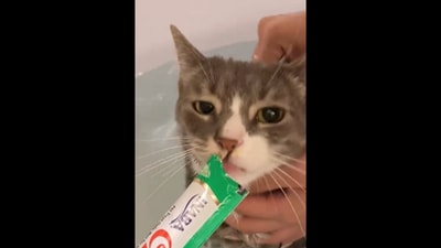 The ‘talking’ cat has a treat during its bath time.&nbsp; (Instagram/@kaka_la_meow)