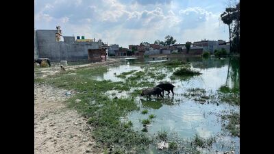 The number of pigs dying in the Faizullahganj area due to the African Swine Flu (ASF) crossed 160 on Sunday. (FILE PHOTO FOR REPRESENTATION) The number of pigs dying in the Faizullahganj area due to the African Swine Flu (ASF) crossed 160 on Sunday. (FILE PHOTO FOR REPRESENTATION)