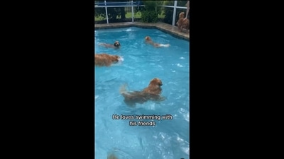 The video shows Golden Retriever dogs enjoying a pool party. (Instagram/@agoldennamedkevin) The video shows Golden Retriever dogs enjoying a pool party. (Instagram/@agoldennamedkevin)