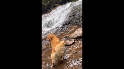 The image has been taken from the viral video that shows a Golden Retriever dog doing a ‘belly slide’ while chasing a waterfall. (Instagram/@agoldennamedkevin) The image has been taken from the viral video that shows a Golden Retriever dog doing a ‘belly slide’ while chasing a waterfall. (Instagram/@agoldennamedkevin)