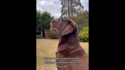 The pet dog admires the bird's nest before ‘making’ one of its own.&nbsp; (Instagram/@good.boy.ollie)
