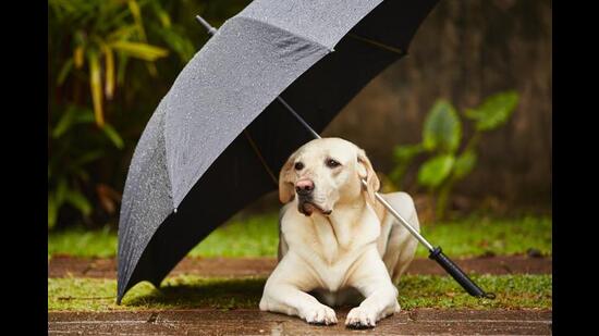 Monsoons means less outdoor activity, so change your pet’s diet depending on the exercise they get (Shutterstock)