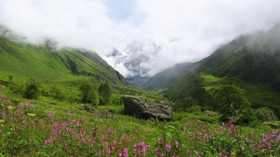 Valley of Flowers National Park in Uttarakhand's Chamoli is renowned for its meadows of endemic alpine flowers and outstanding natural beauty. This richly diverse area is also home to rare and endangered animals, including the Asiatic black bear, snow leopard, brown bear and blue sheep.(wikipedia)