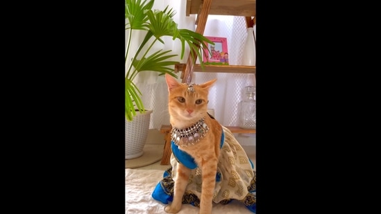 A screengrab of the video that shows the cat getting dolled up to recreate Aishwarya Rai Bachchan's iconic dialogue.(Instagram/@august_thegingercat)
