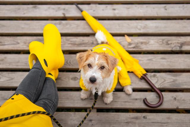Pets should have protective rain gear for when they go out in the monsoon (Shutterstock)
