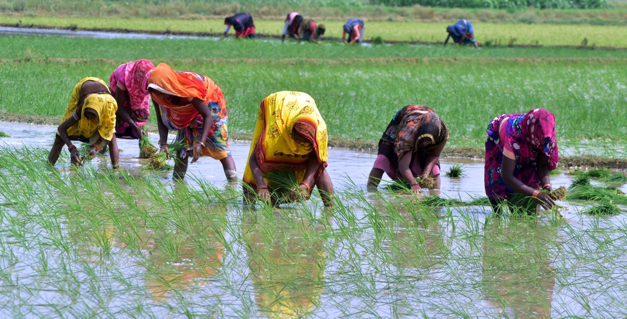 Eighty-six per cent of land holdings in the country are small and marginal, with an average monthly income of ₹11,449 or less. (HT File Photo) Eighty-six per cent of land holdings in the country are small and marginal, with an average monthly income of ₹11,449 or less. (HT File Photo)