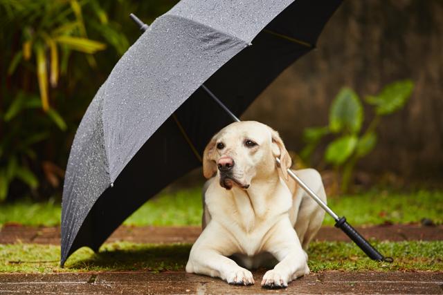 Monsoons means less outdoor activity, so change your pet’s diet depending on the exercise they get (Shutterstock)
