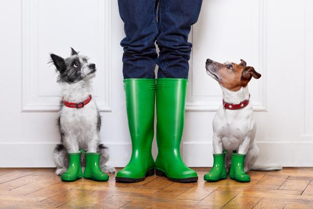 Keep an eye on their behavior, if you pet is too anxious, consult a vet. (Shutterstock)