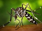 Zika virus infections are currently detected through polymerase chain reaction (PCR) tests performed in laboratory. (REPRESENTATIVE IMAGE) Zika virus infections are currently detected through polymerase chain reaction (PCR) tests performed in laboratory. (REPRESENTATIVE IMAGE)