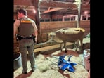 The Deputy Sheriff with the cow that ran loose during a fair. (Facebook/@BremerCountySheriffsOffice)