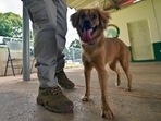 Only 397 pet dogs registered with MCD, compliance remains minima(AFP) Only 397 pet dogs registered with MCD, compliance remains minima(AFP)