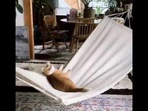 The cat can be seen relaxing on a hammock in this viral video.&nbsp;