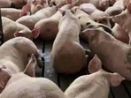 The Deputy Director of Animal Husbandry in Wayanad, Dr Rajesh, said that 193 pigs in and around the Nenmeni farm in Sultan Bathery will have to be culled this week to prevent the disease from spreading.