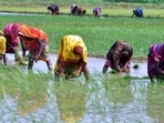 Farmers busy sowing paddy in Prayagraj. (HT file) Farmers busy sowing paddy in Prayagraj. (HT file)