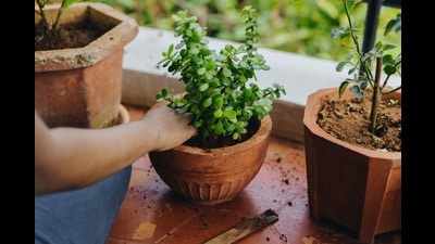 The green thumb as a superpower! (Shutterstock) The green thumb as a superpower! (Shutterstock)